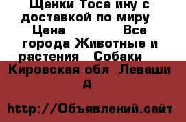 Щенки Тоса-ину с доставкой по миру › Цена ­ 68 000 - Все города Животные и растения » Собаки   . Кировская обл.,Леваши д.